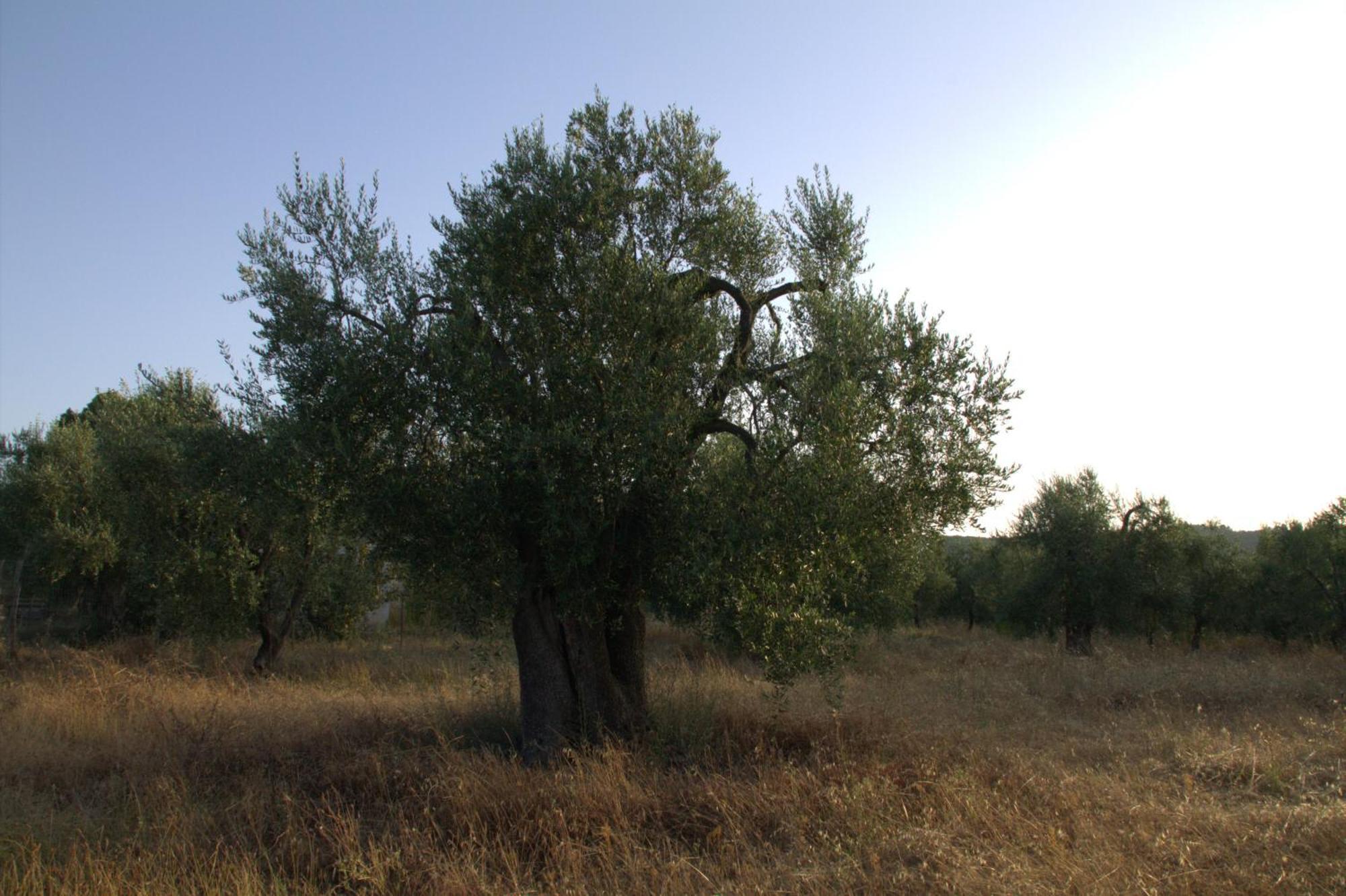 Borgo Rosoli Βιέστε Εξωτερικό φωτογραφία
