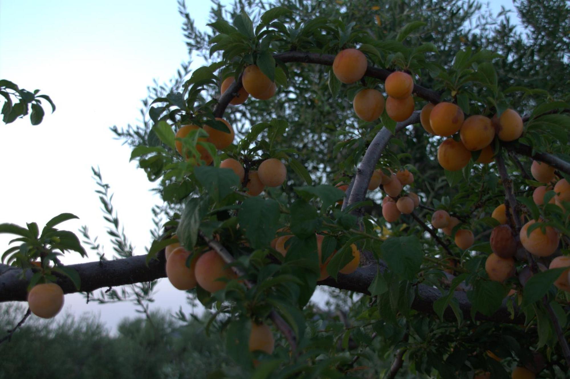 Borgo Rosoli Βιέστε Εξωτερικό φωτογραφία
