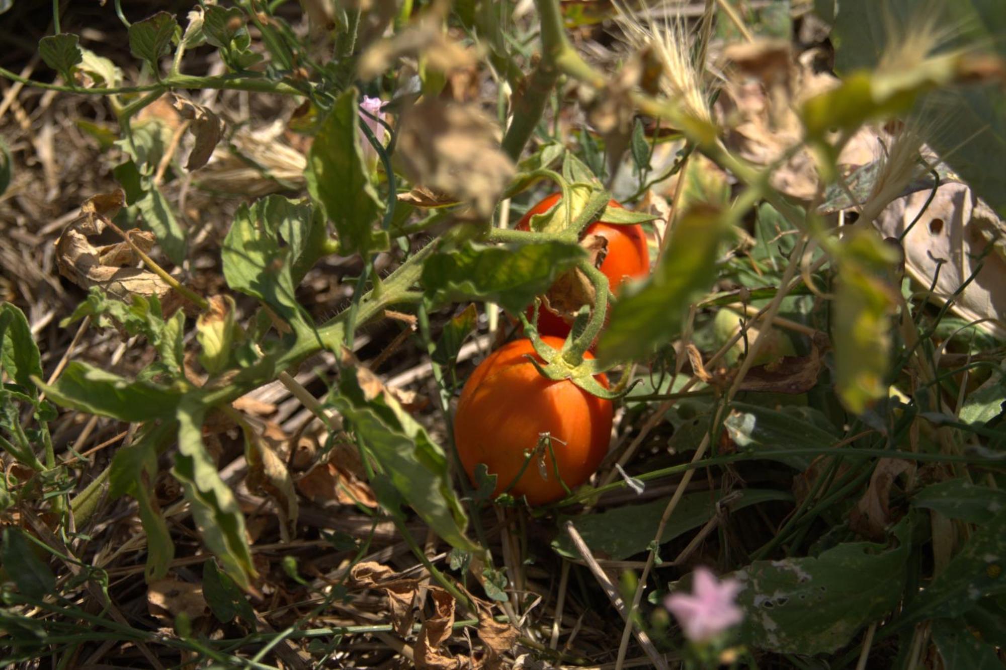 Borgo Rosoli Βιέστε Εξωτερικό φωτογραφία