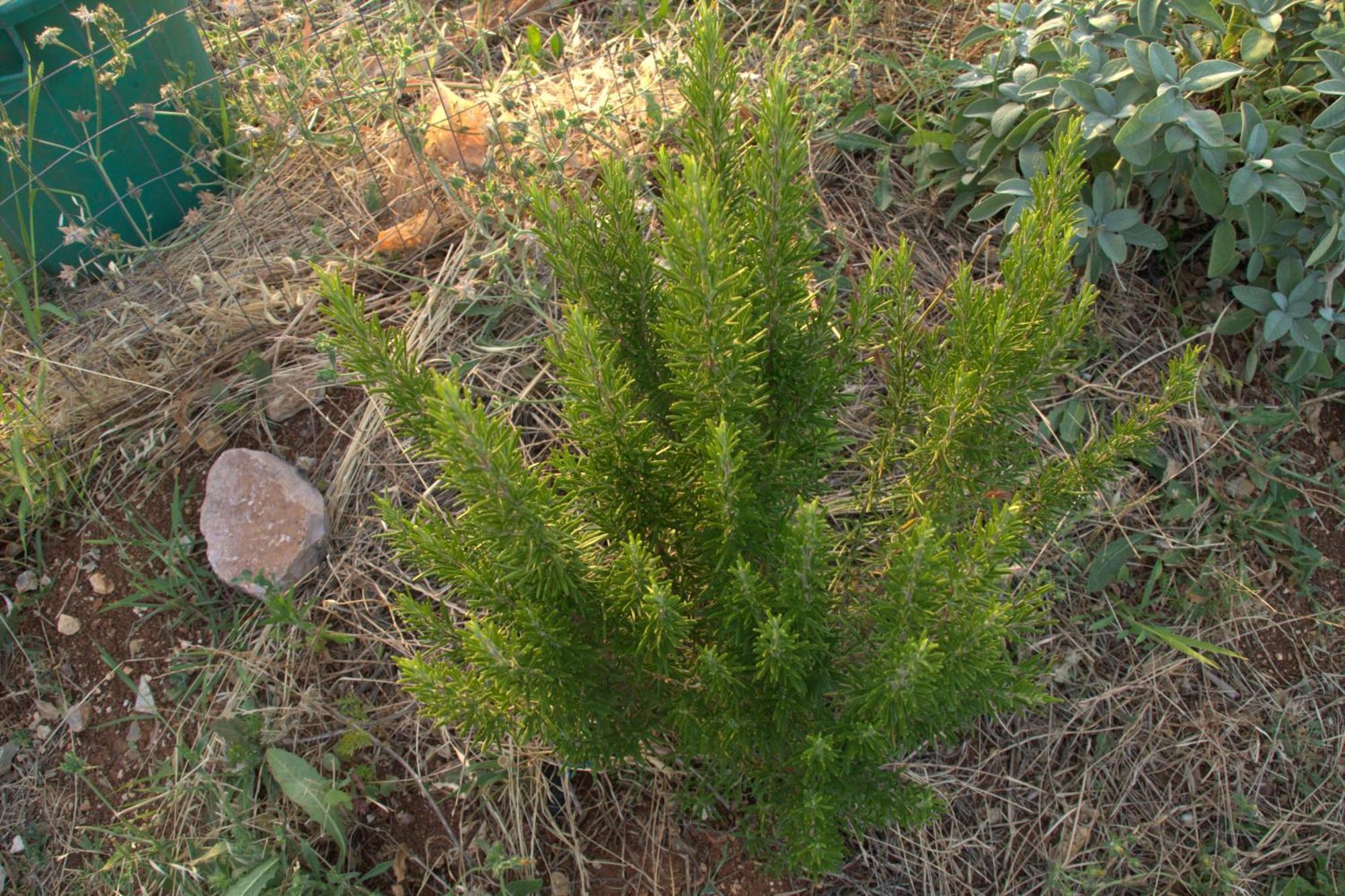 Borgo Rosoli Βιέστε Εξωτερικό φωτογραφία